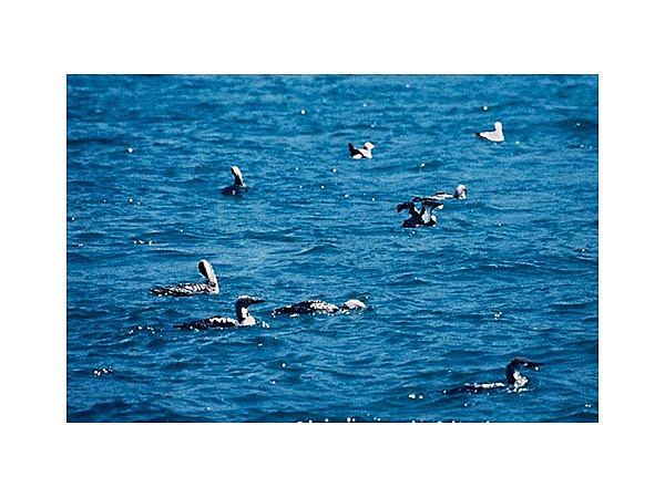 アビ渡来群遊海面