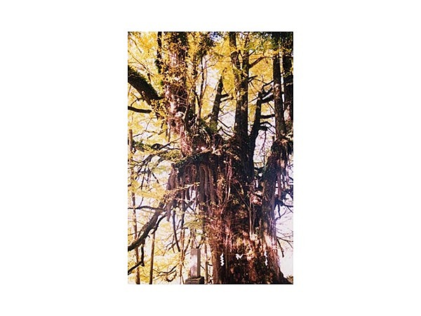 上高野山の乳下りイチョウ