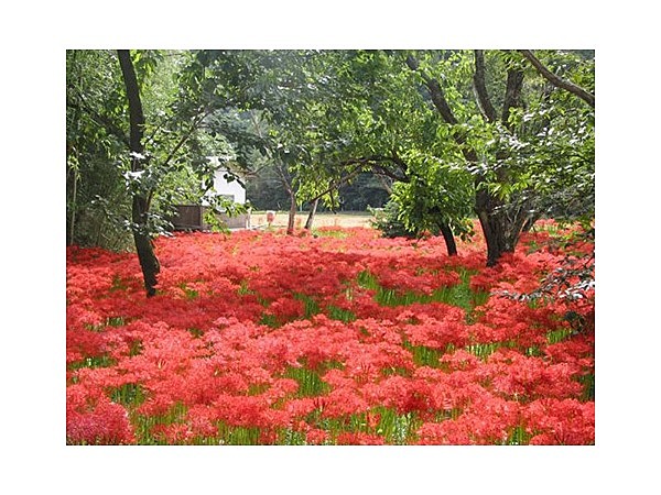 ヒガンバナ群生地