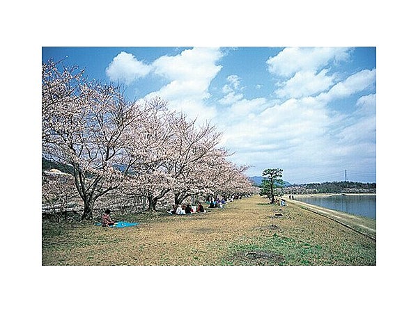 本庄水源地の桜