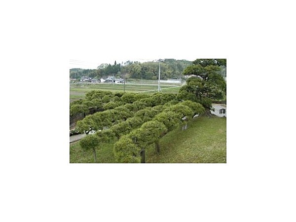 照円寺の孔雀松