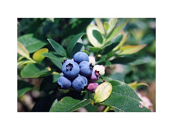 ブルーベリー狩り(神峯園)