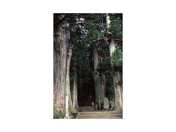 熊野神社の老杉群