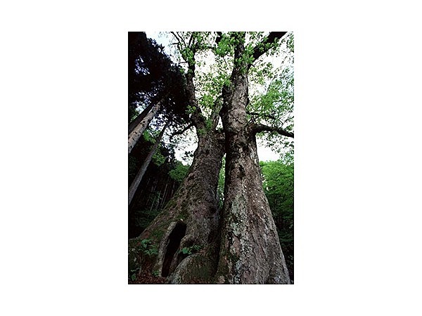 熊野の大トチ