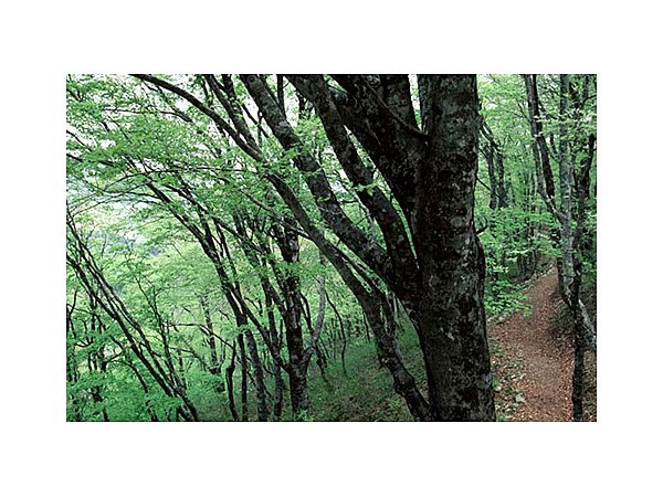 比婆山のブナ純林