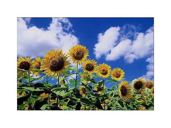 君田のひまわり畑