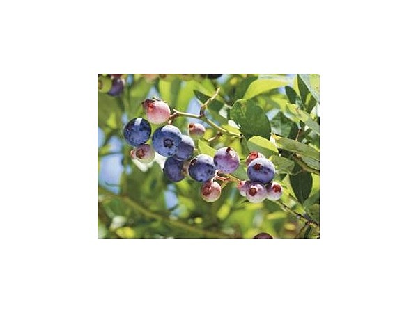 ブルーベリー狩り(花の里・二郎さん農園)