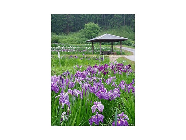 小倉山公園花ショウブ園