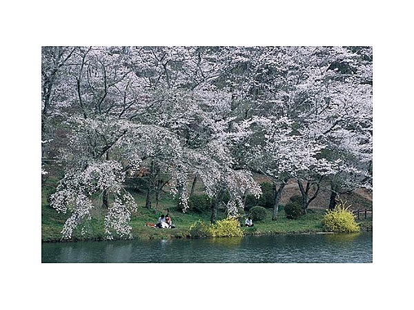 上野公園の桜