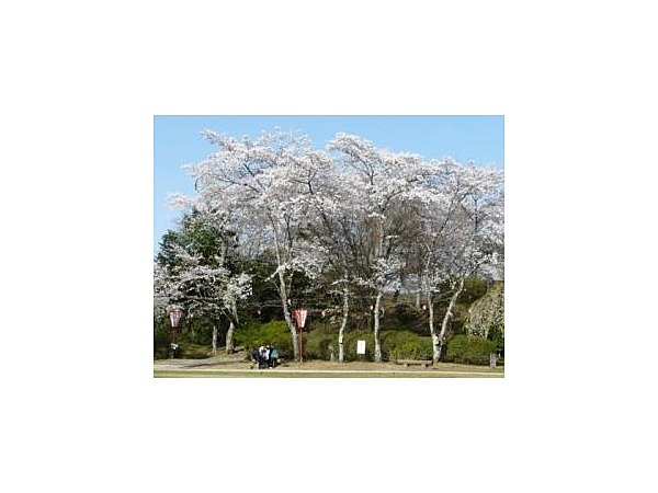 尾関山公園の桜