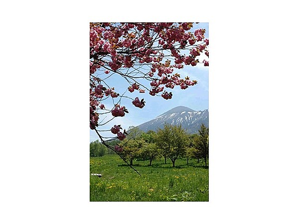 岩手県県民の森