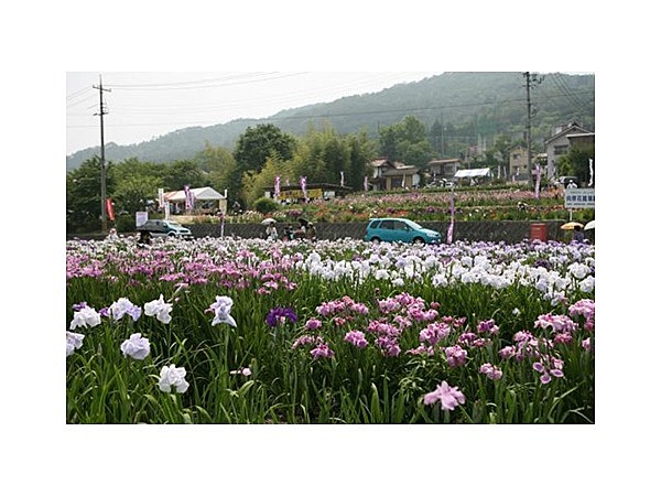向原の花しょうぶ