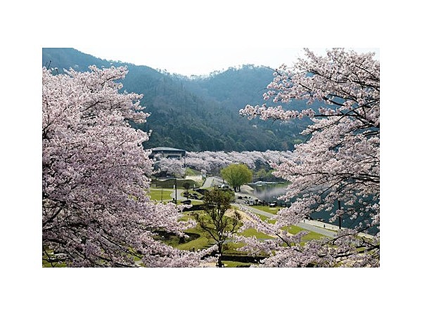 土師ダム周辺の桜