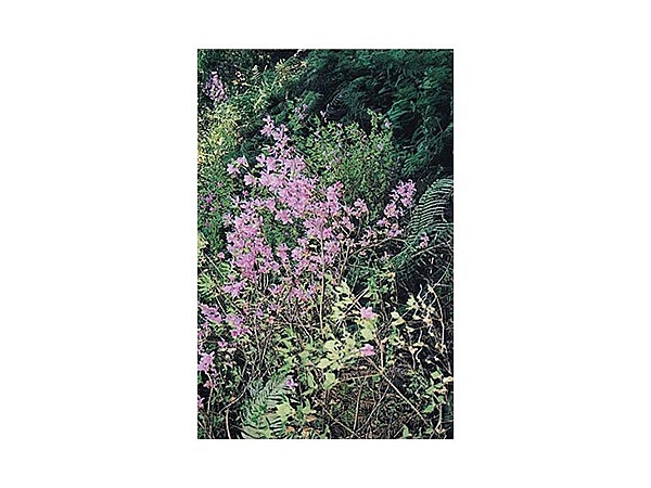 古鷹山のゲンカイツツジ