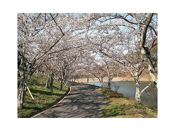 羽高湖の桜