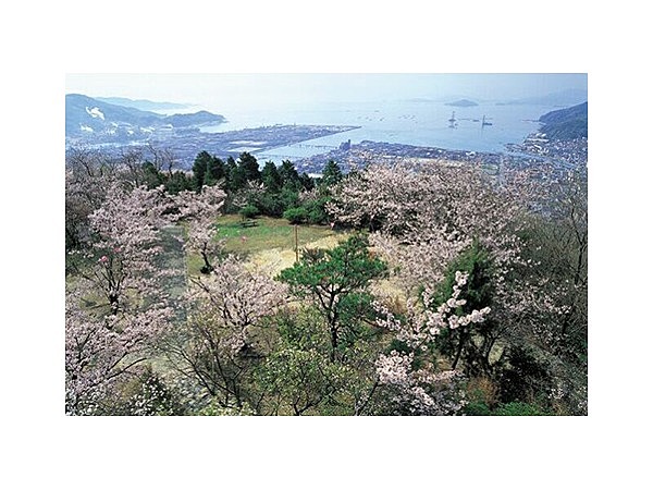 大空山公園の桜