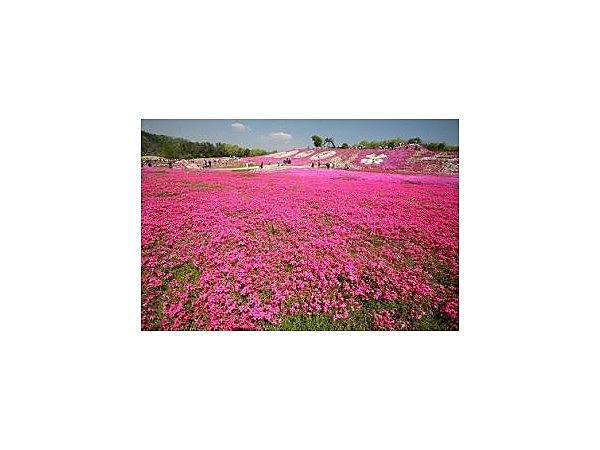 花夢の里ロクタン