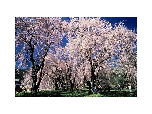 米内のしだれ桜群