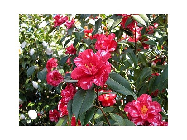 世界の椿館・碁石