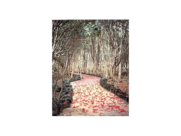 笠山椿群生林/つばき