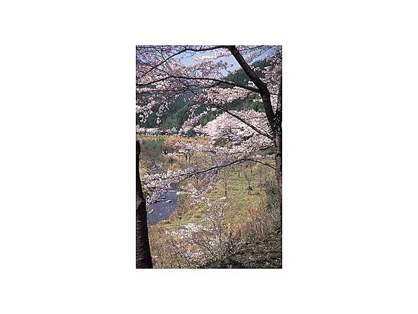 歌野川ダム（千本桜）／さくら