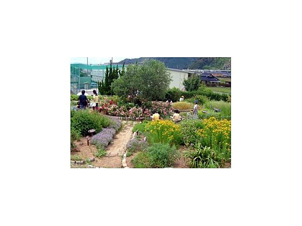 びじゅつかんのハーブ園/ラベンダー