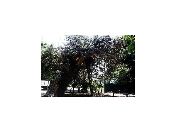 阿川八幡宮のイヌマキ巨樹群