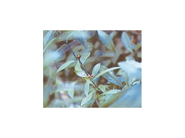 出雲神社ツルマンリョウ自生地