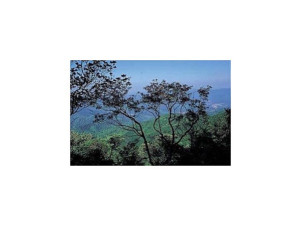 長門市一位ガ岳のベニドウダン自生地