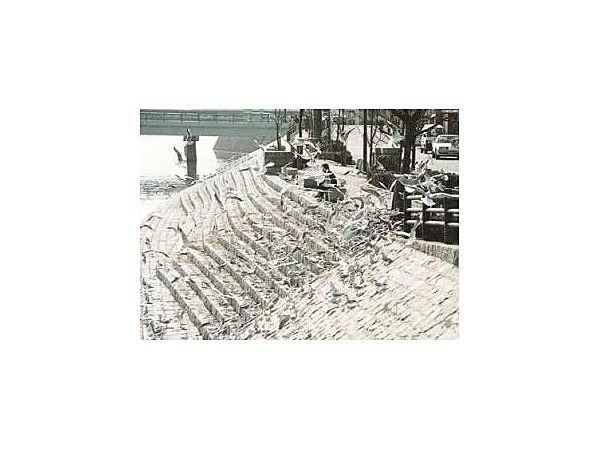 島田川河口うみねこ飛来地／うみねこ