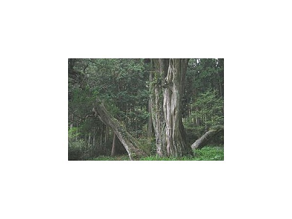 法泉寺のシンパク