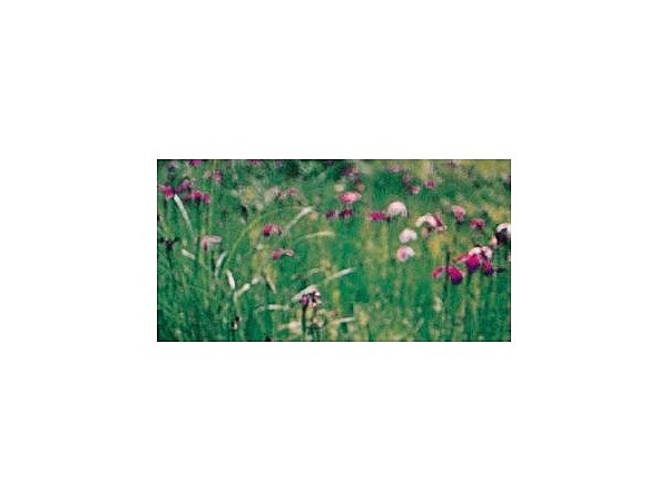 棯畑のハナショウブ自生地/しょうぶ