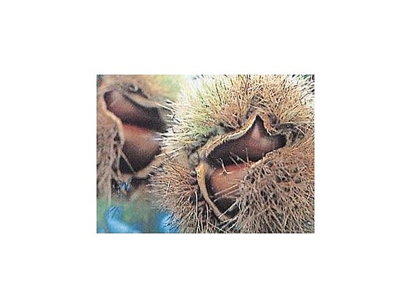 厚保くり生産部会/くり