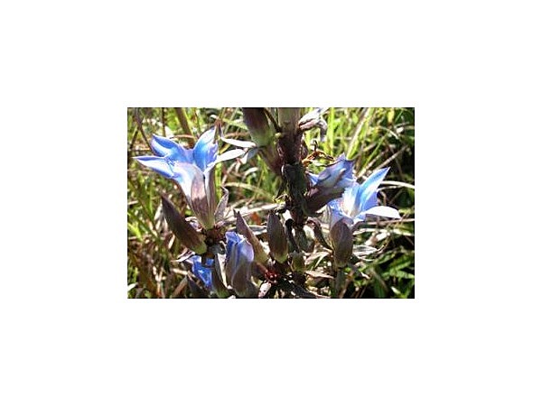 秋吉台の山野草