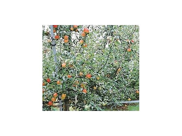 しもせりんご村／りんご