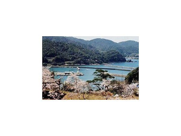 久原公園／さくら