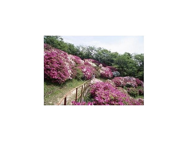 御屋敷山浄水場／つつじ