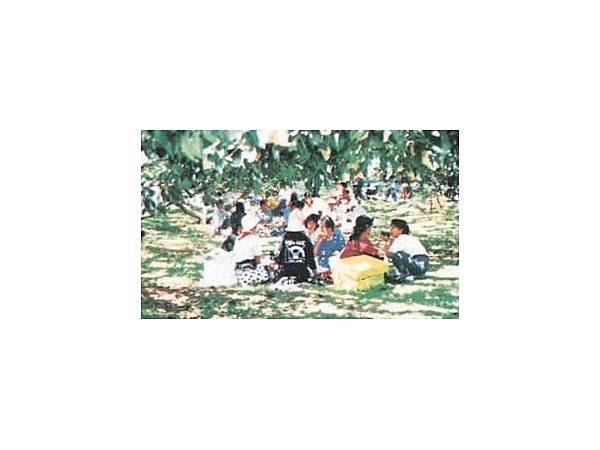 平山台観光農園／なし