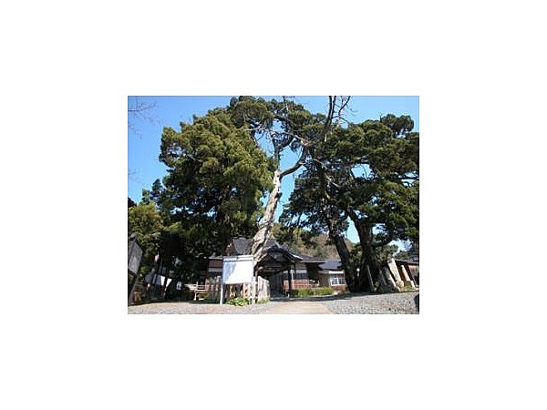 大覚寺のビャクシン巨樹