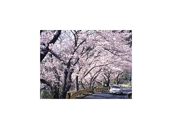 五条千本桜/さくら