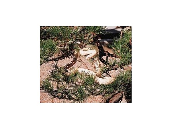 岩国のシロヘビ/シロヘビ