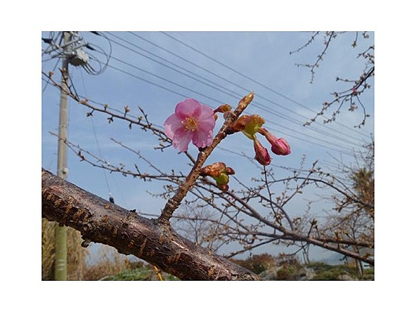 国民宿舎大城/河津桜