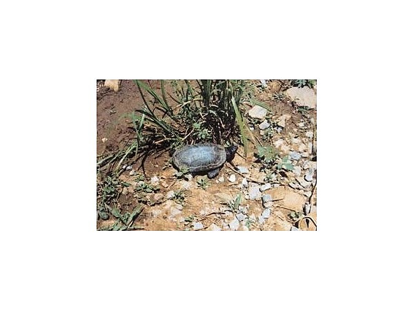 見島のカメ生息地