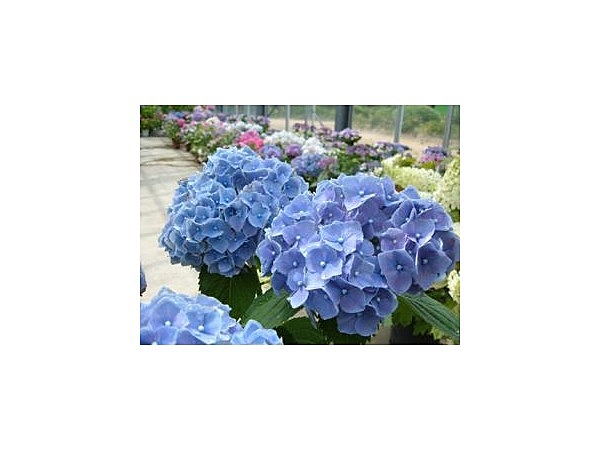 園芸センター／アジサイ