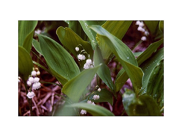 姫神山のスズラン