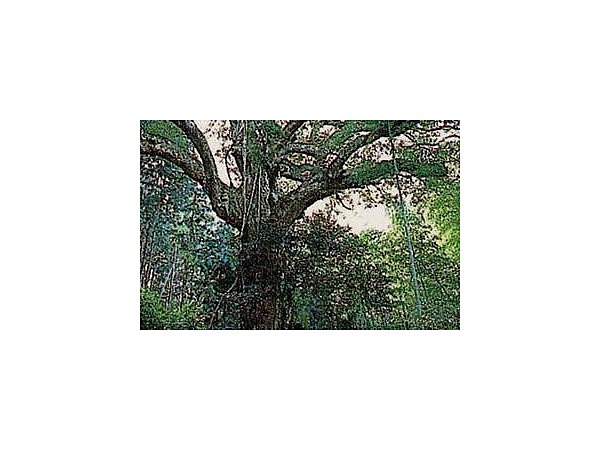 共和のカシの森