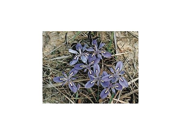 小串エヒメアヤメ自生南限地帯/えひめあやめ