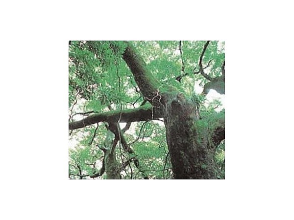 日吉神社のオガタマノキ巨樹群