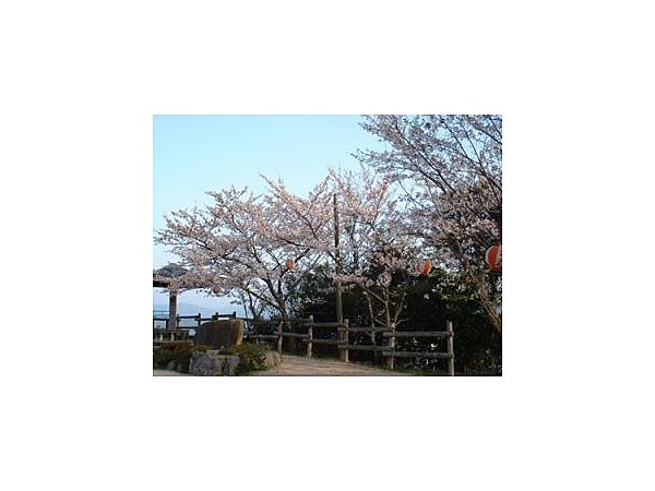 王子山公園/さくら