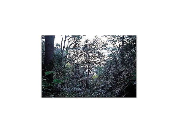 青海島八王子山タチバナ自生北限地